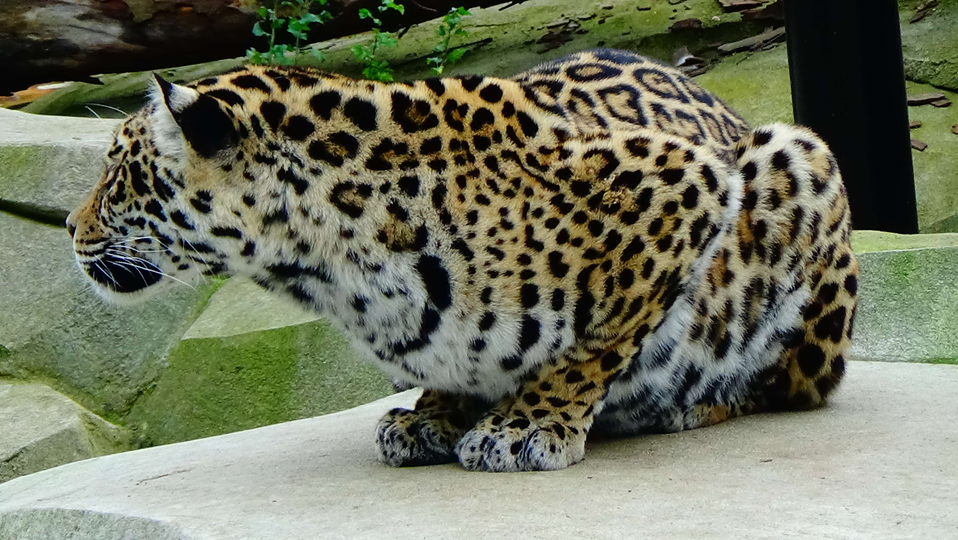 Image of Panthera onca arizonensis (Goldman 1932)