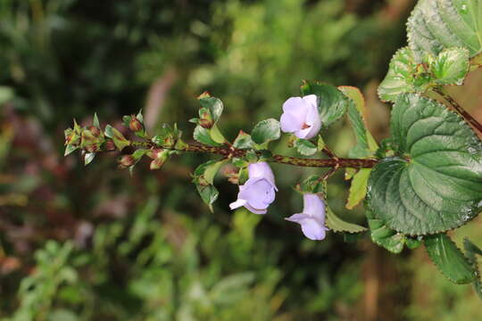 Image of Canterbury bells