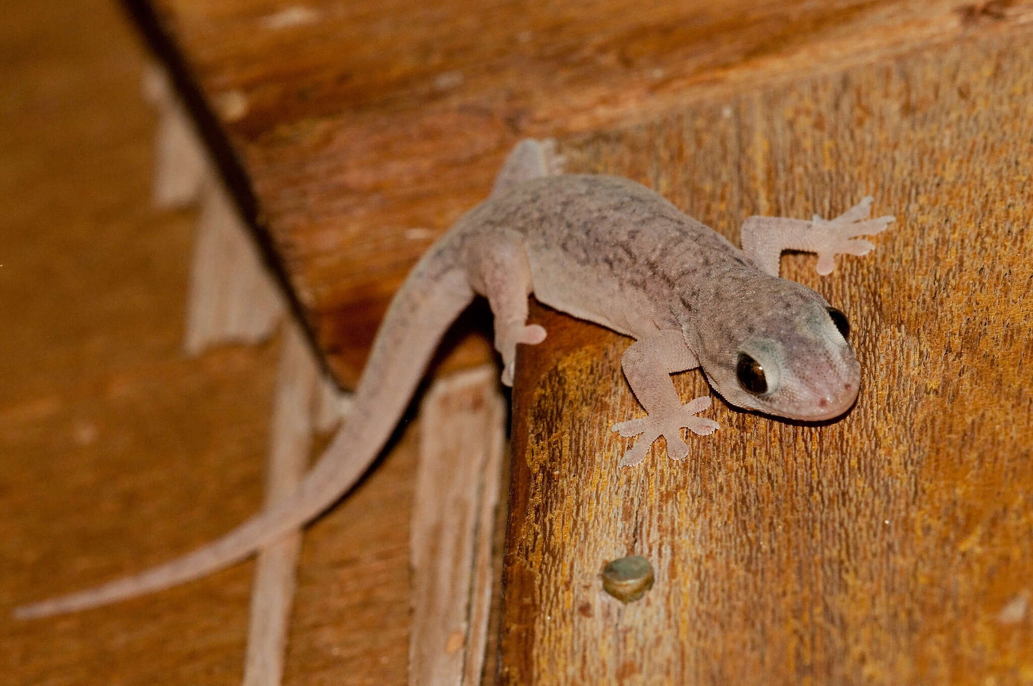 Image of Gehyra versicolor Hutchinson, Sistrom, Donnellan & Hutchinson 2014