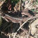 Image of Kumaon Mountain Lizard