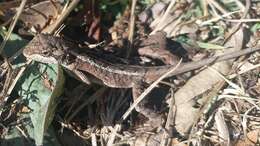 Image of Kumaon Mountain Lizard