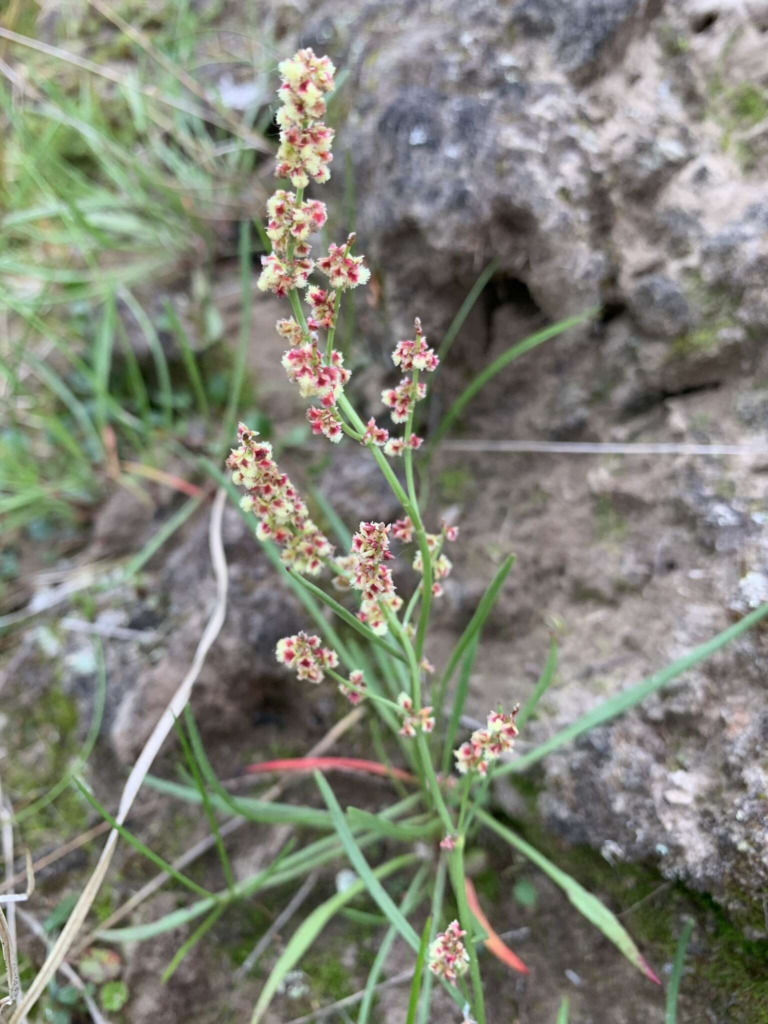 Rumex graminifolius Georgi ex Lambert的圖片