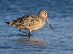 Image of Marbled Godwit