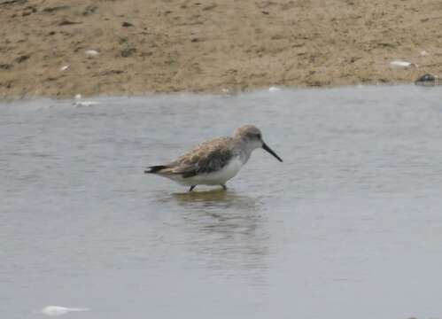 Image of Western Sandpiper