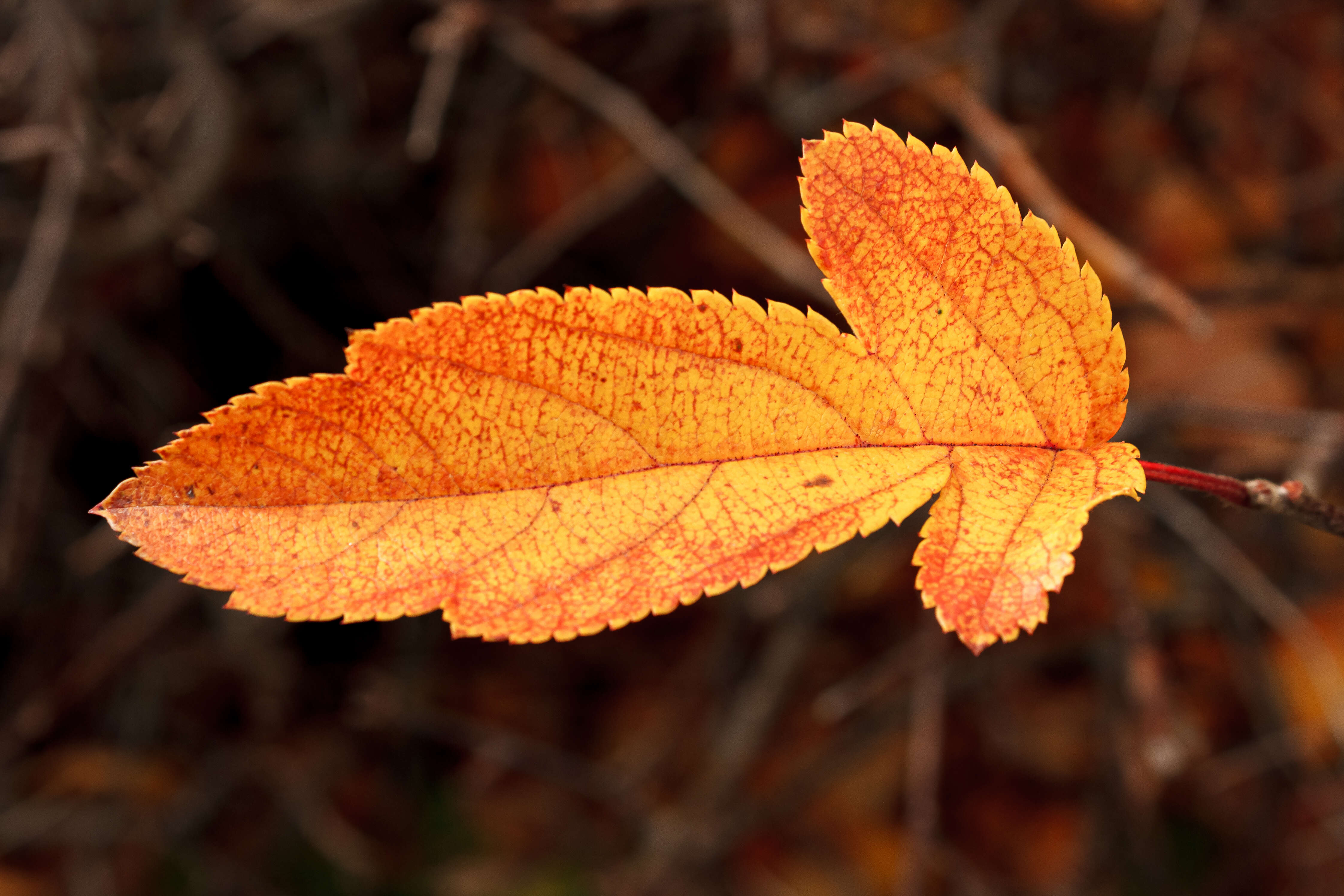 Imagem de Malus sieboldii (Regel) Rehd.