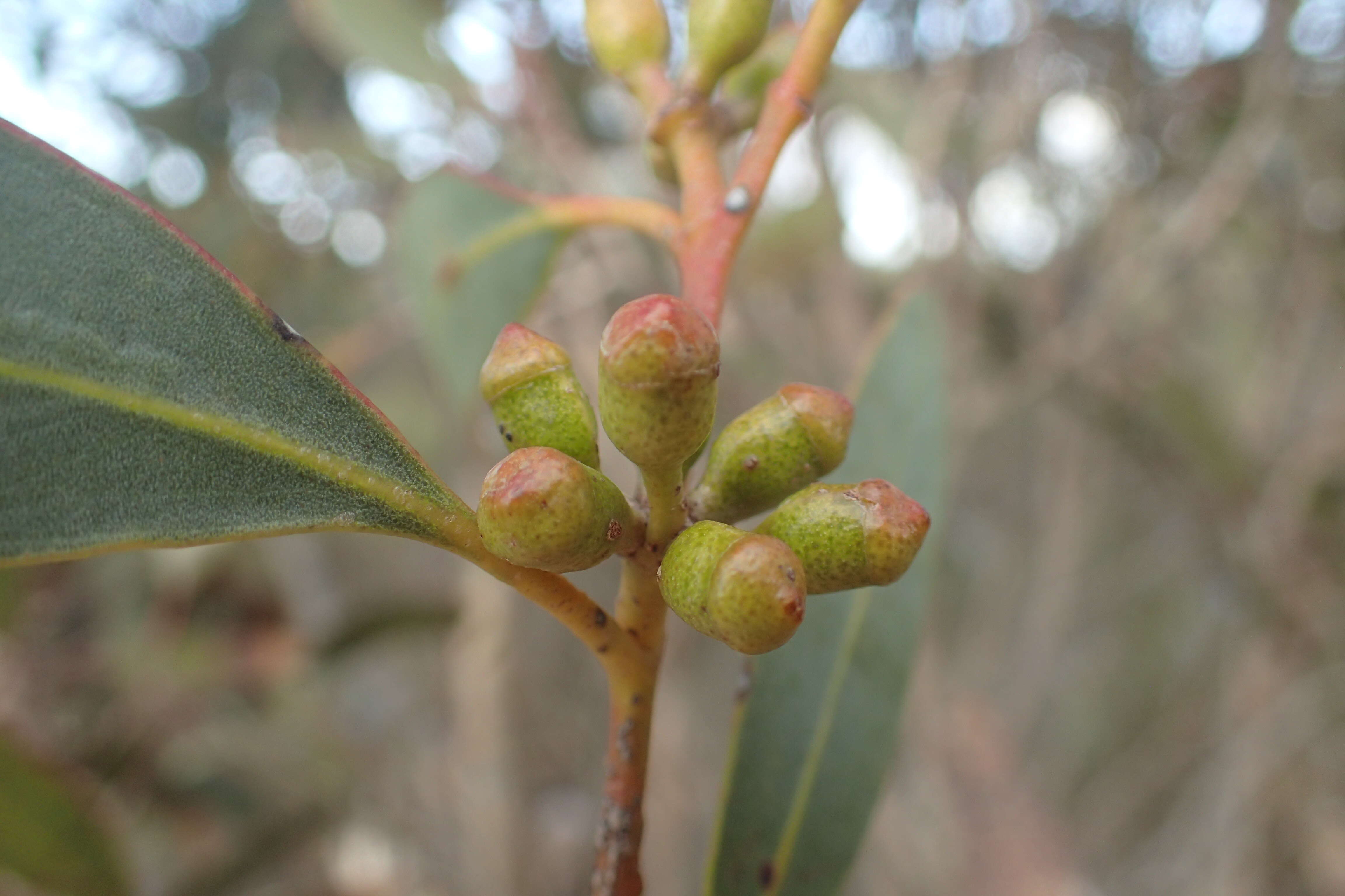 Image of Eucalyptus scyphocalyx (Benth.) Maiden & Blakely