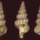 Image of Pseudexomilus fenestratus Kilburn 1988