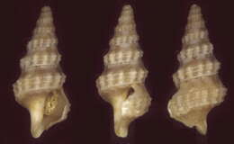 Image of Pseudexomilus fenestratus Kilburn 1988