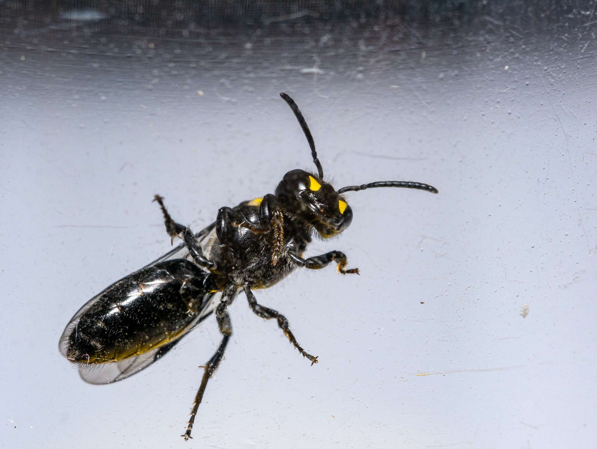 Image of Māori Masked Bee