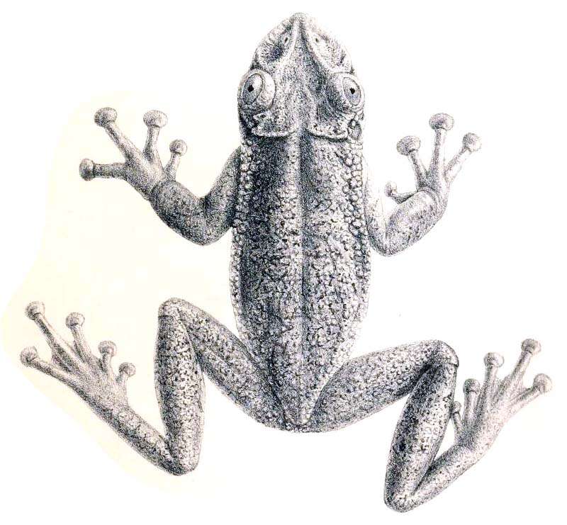 Image of Corythomantis greeningi Boulenger 1896