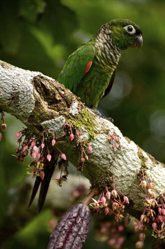 Image of Maroon-tailed Parakeet