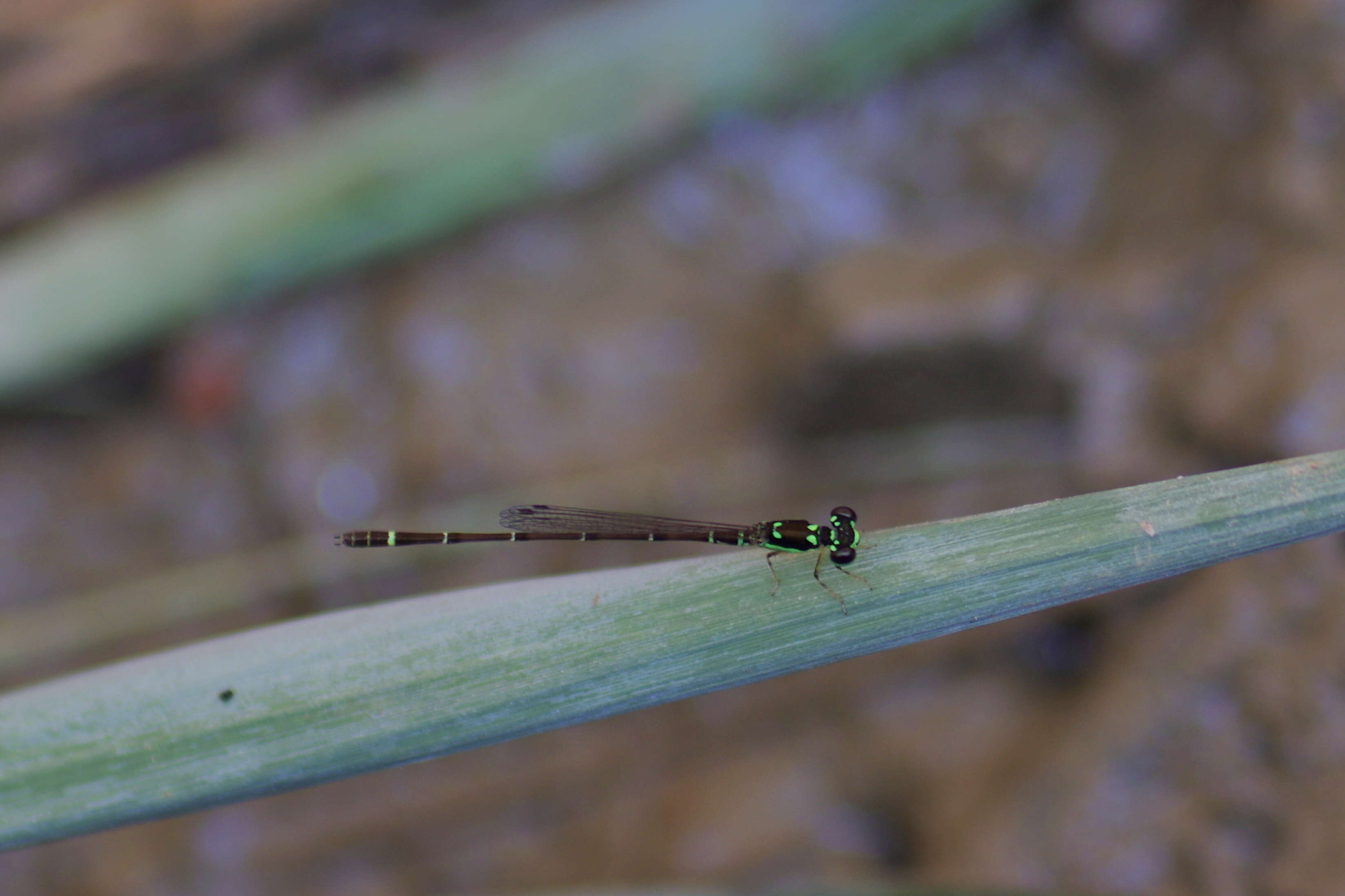 Image of Four-spot Midget