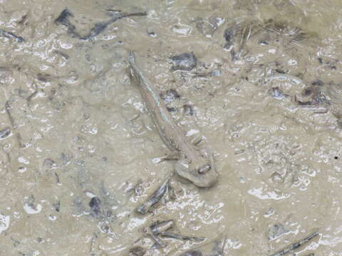 Image of Great blue spotted mudskipper