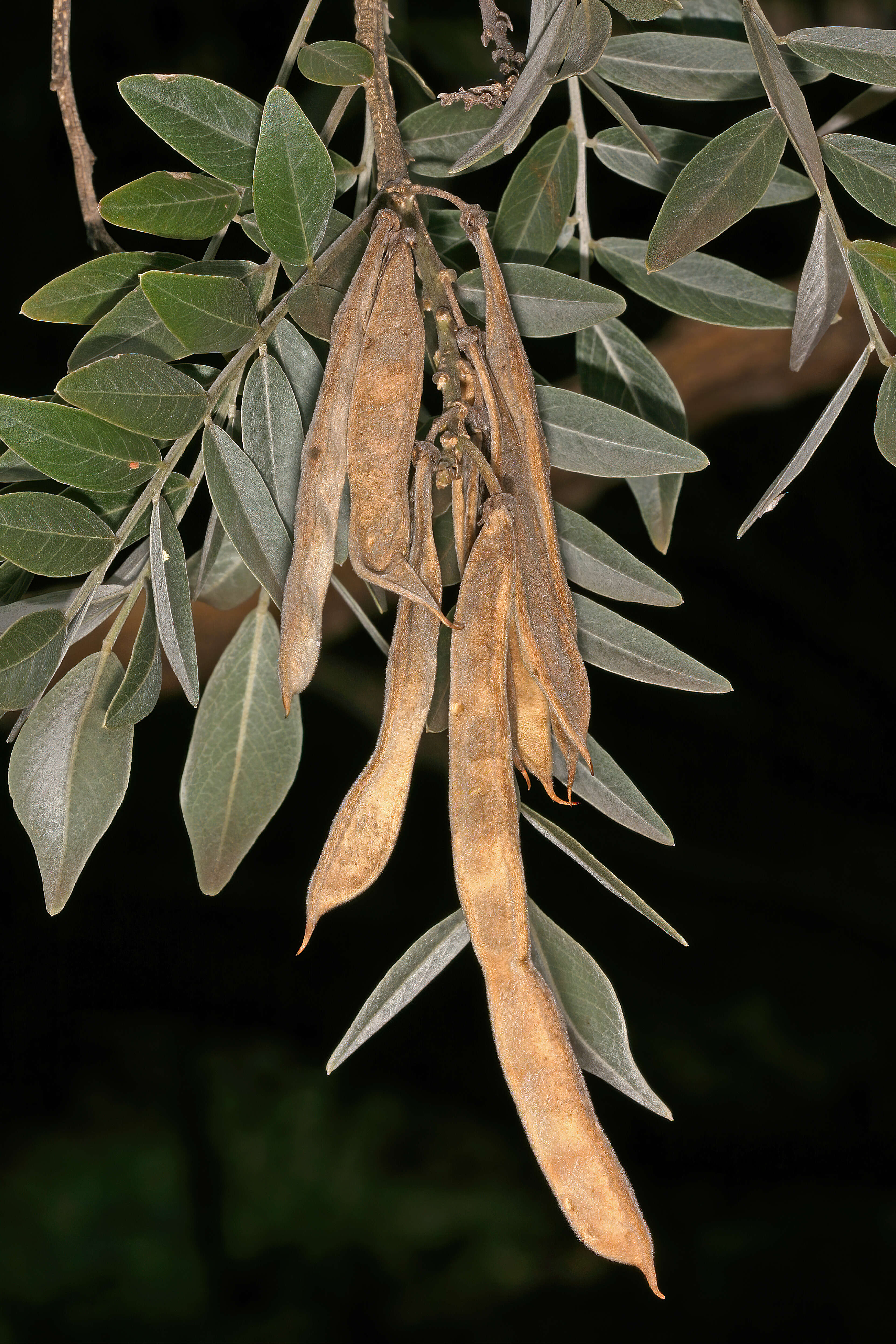 Image of Cork bush