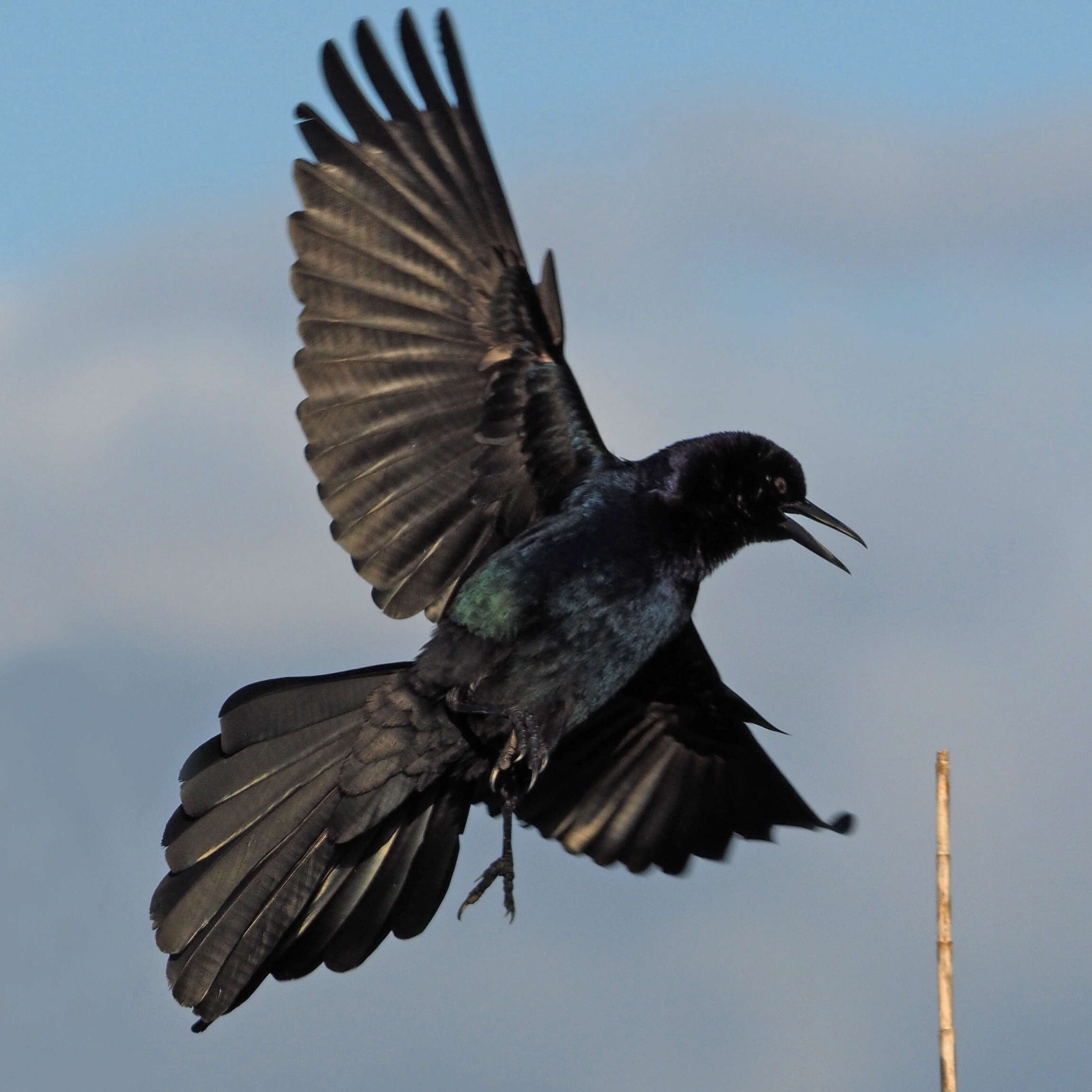 Image of Boat-tailed Grackle