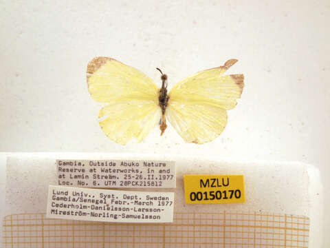 Imagem de Eurema hapale (Mabille 1882)