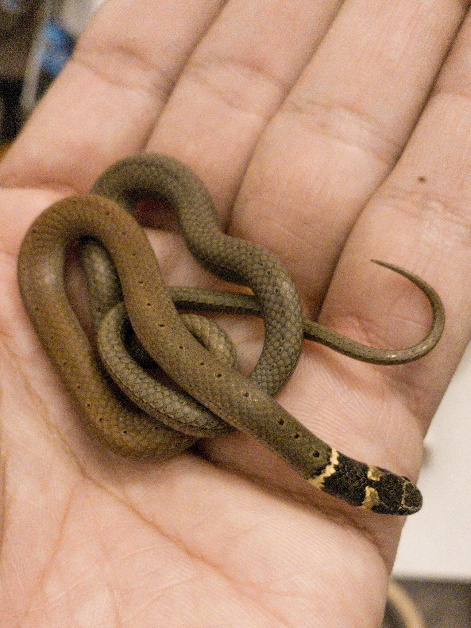 Image of Duméril's black-headed snake