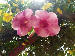 Image of purple allamanda