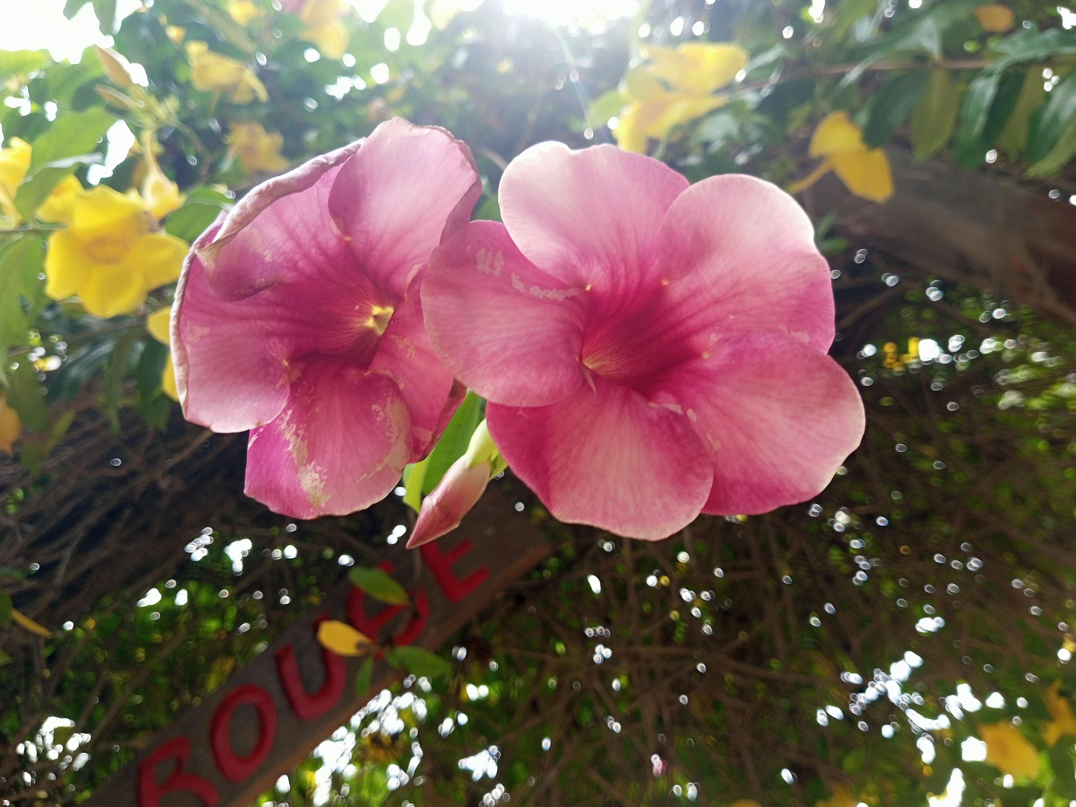 Image of purple allamanda