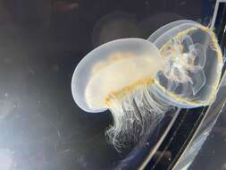 Image of Brown-banded moon jelly