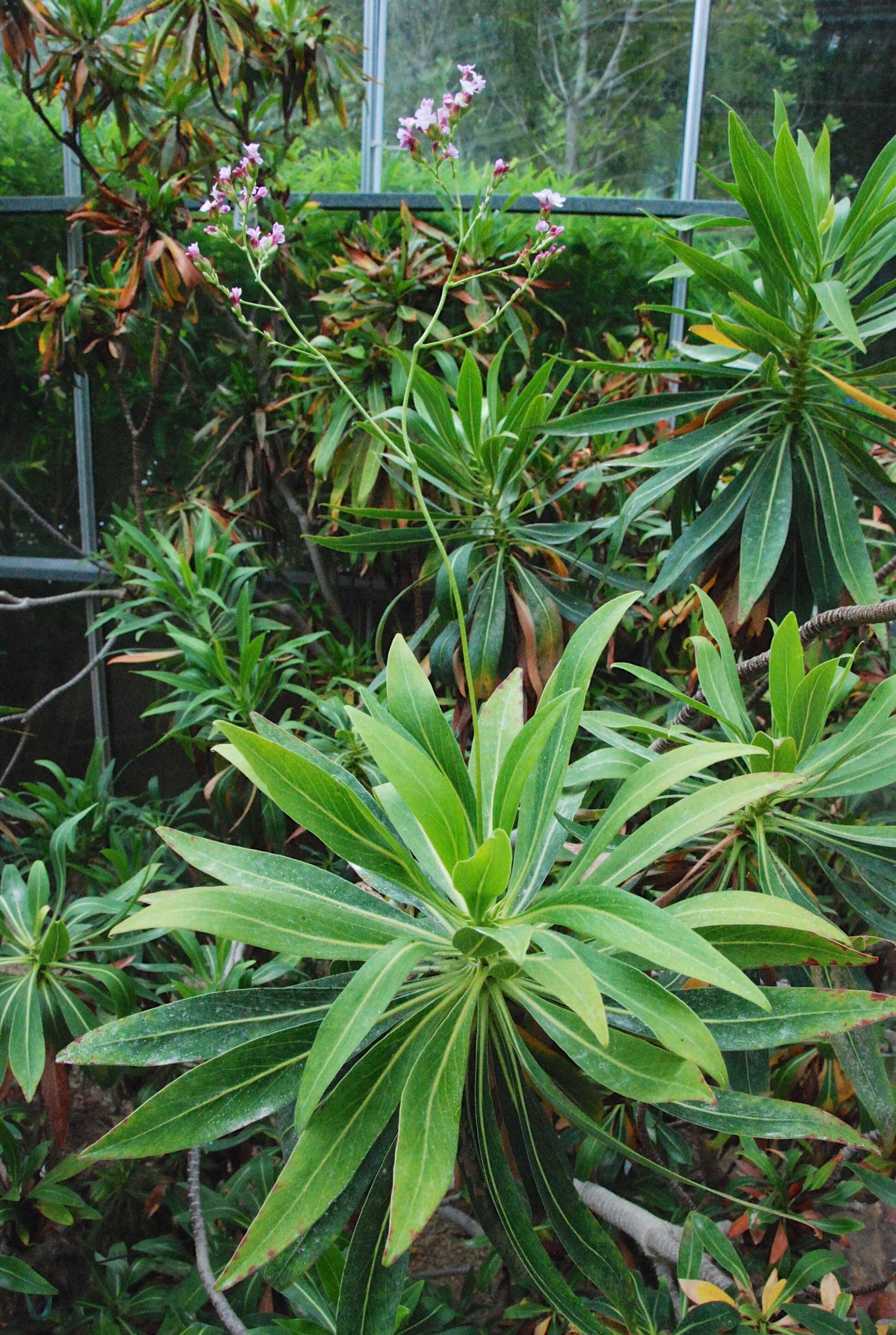 Image of Limonium dendroides Svent.