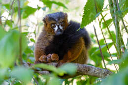 Image of Red-bellied Lemur