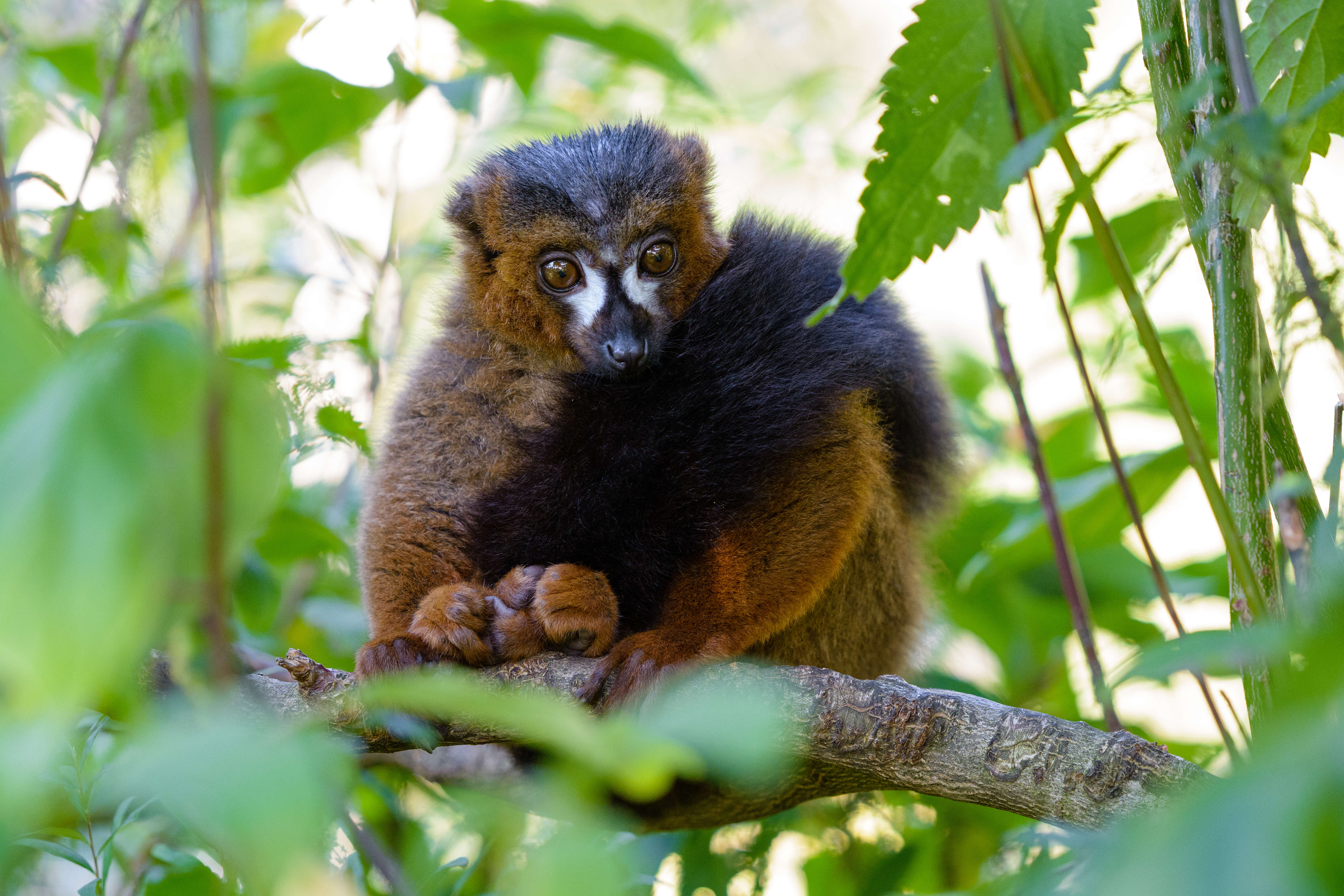 Image of Red-bellied Lemur