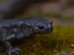 Image of Smallmouth Salamander