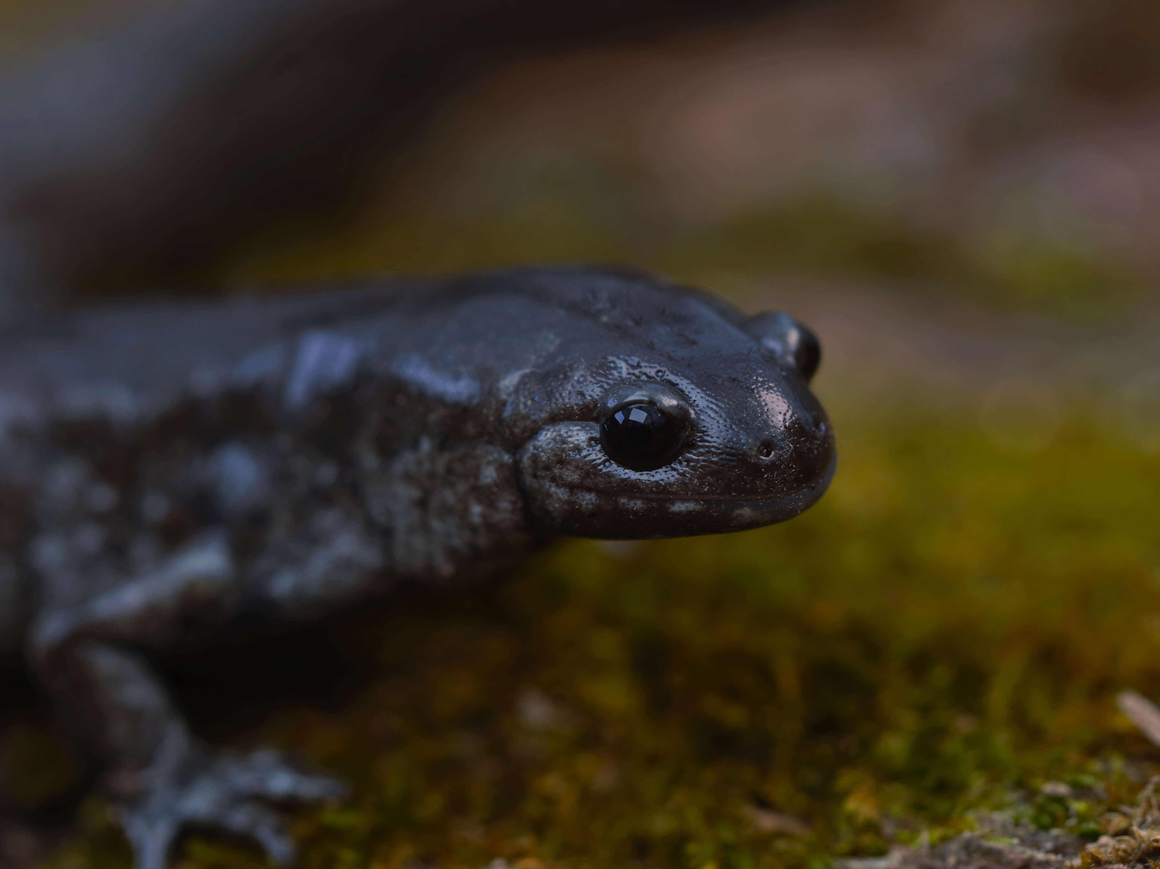 Image of Smallmouth Salamander