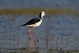 Image of Pied Stilt