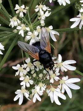 Image of Mesembrina meridiana (Linnaeus 1758)