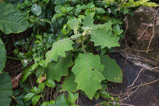 Image of Indian nightshade