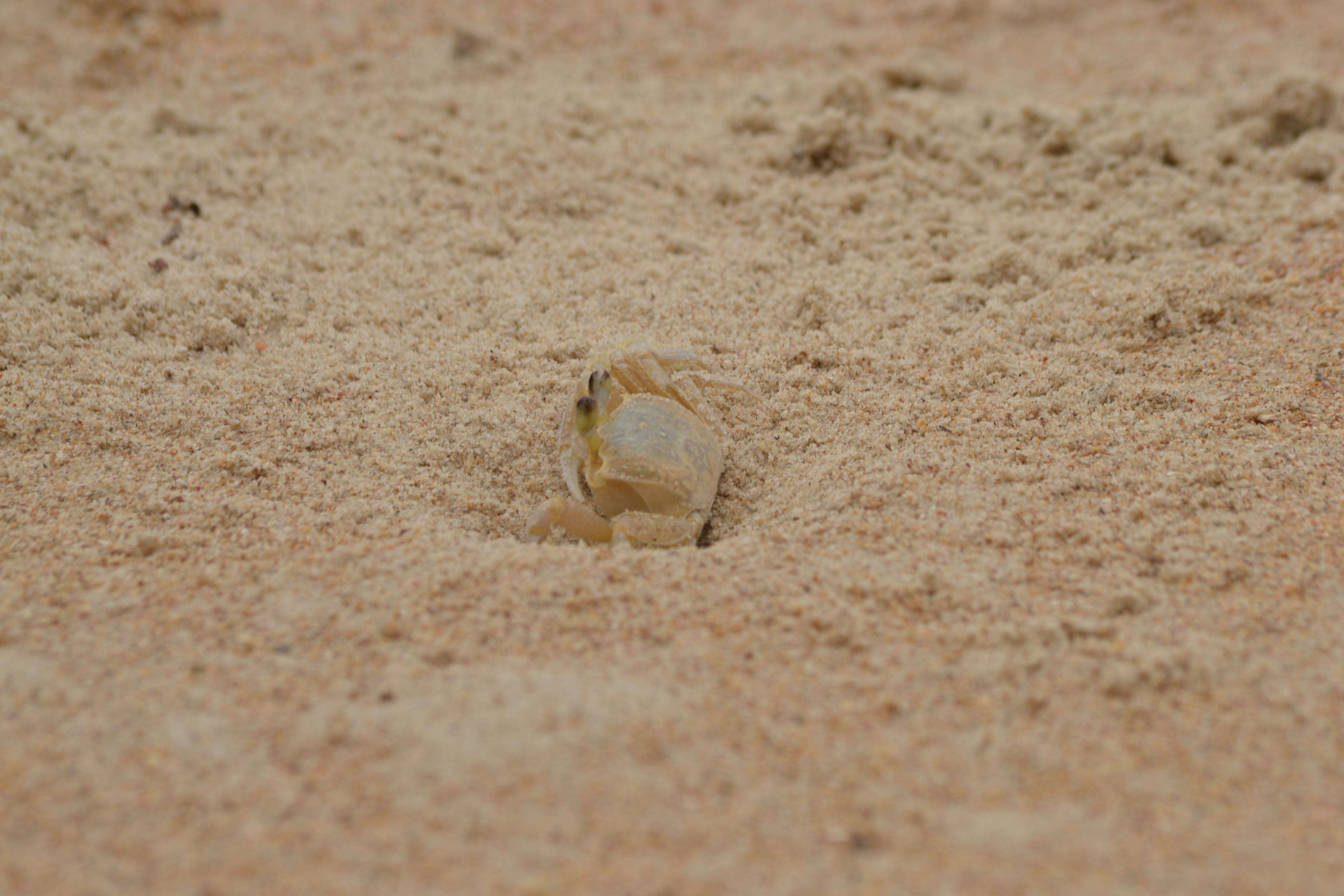 Image of Atlantic Ghost Crab