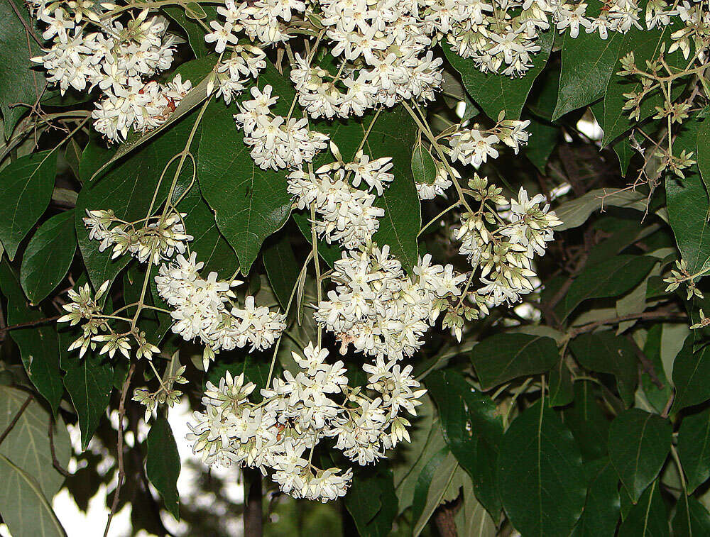 Слика од Cordia trichotoma (Vell.) Arrab. ex Steud.