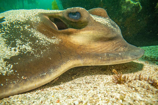 Image of Australian Eagle Ray