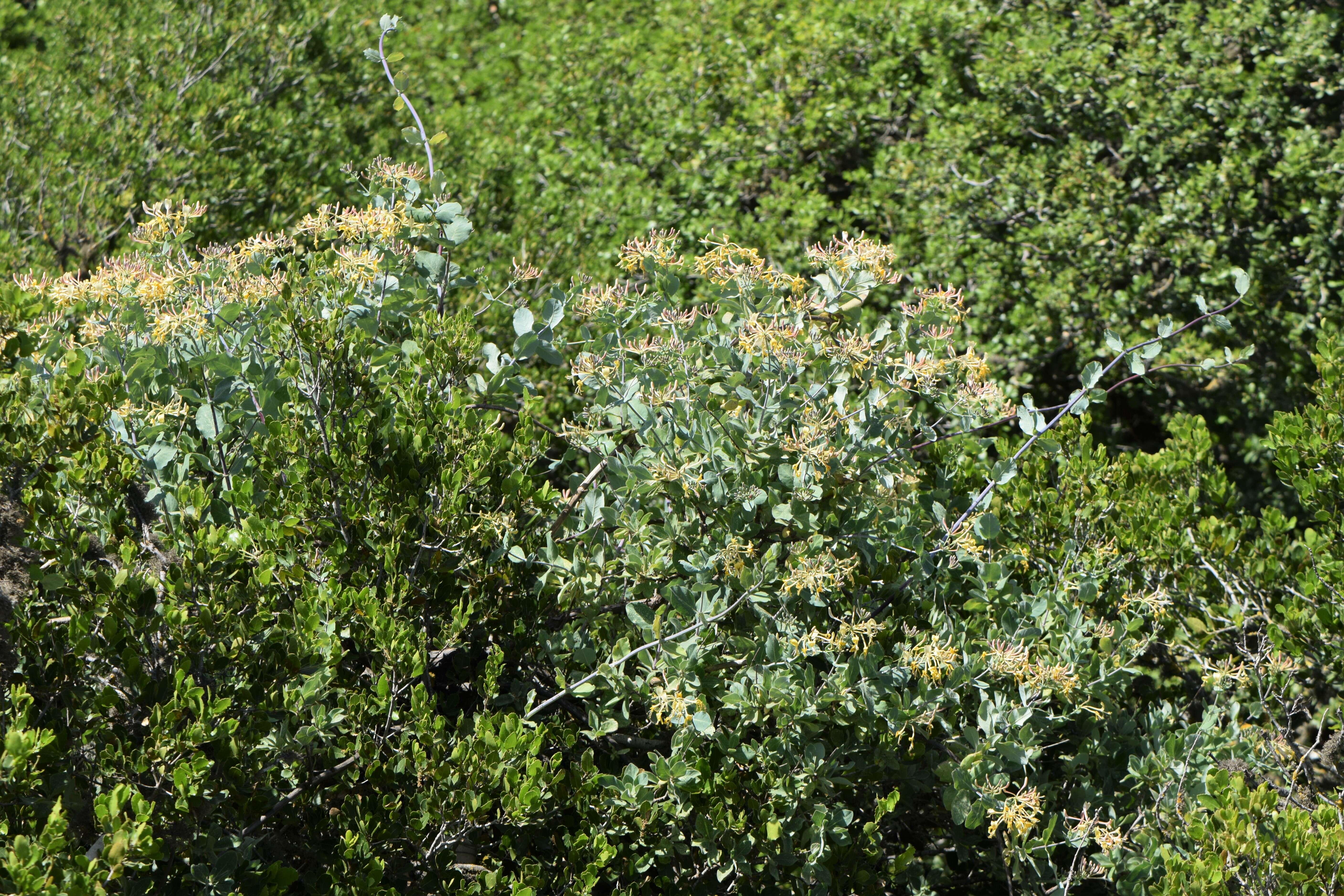 Image of Etruscan honeysuckle