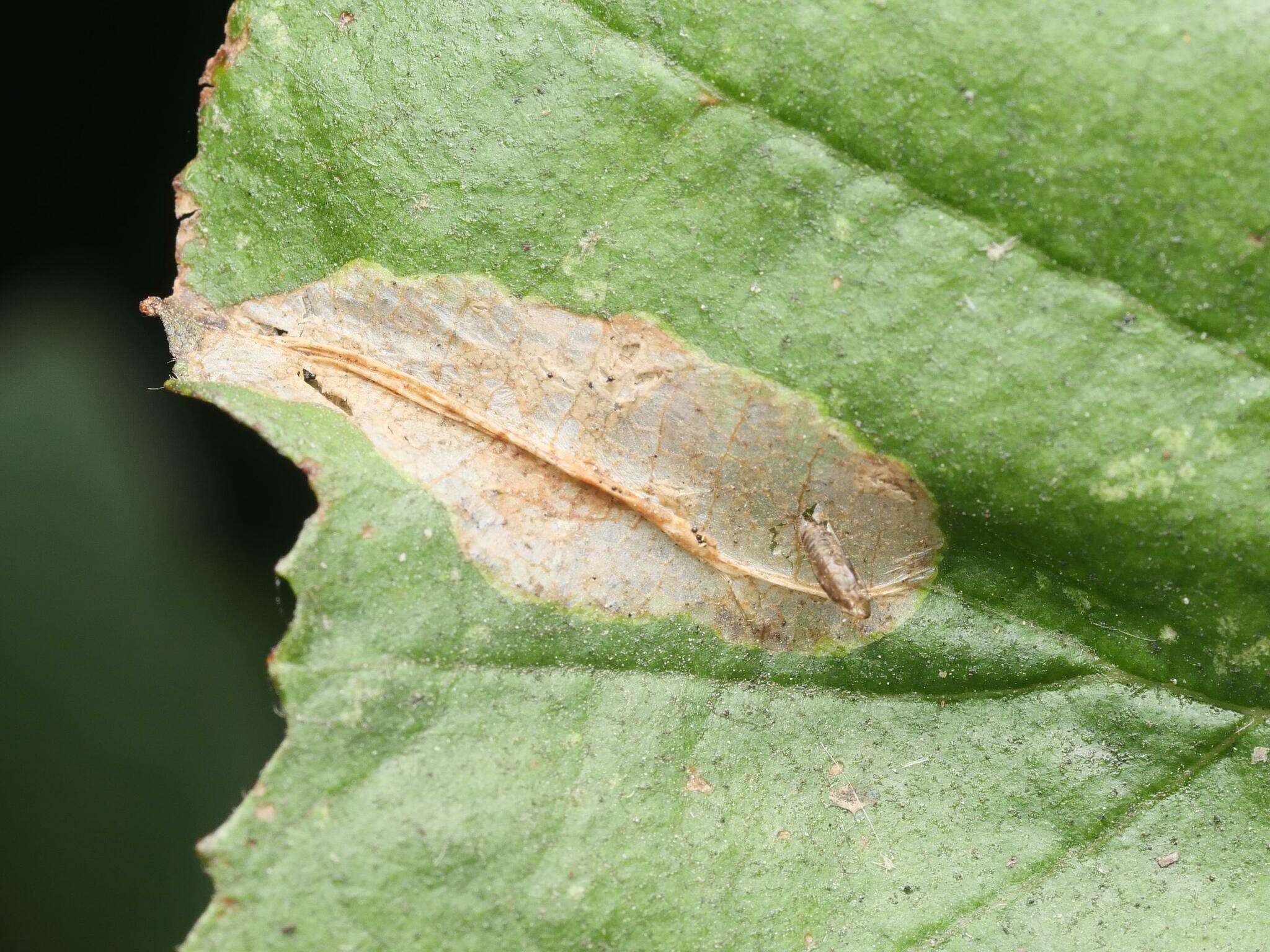 Phyllonorycter stettinensis (Nicelli 1852)的圖片