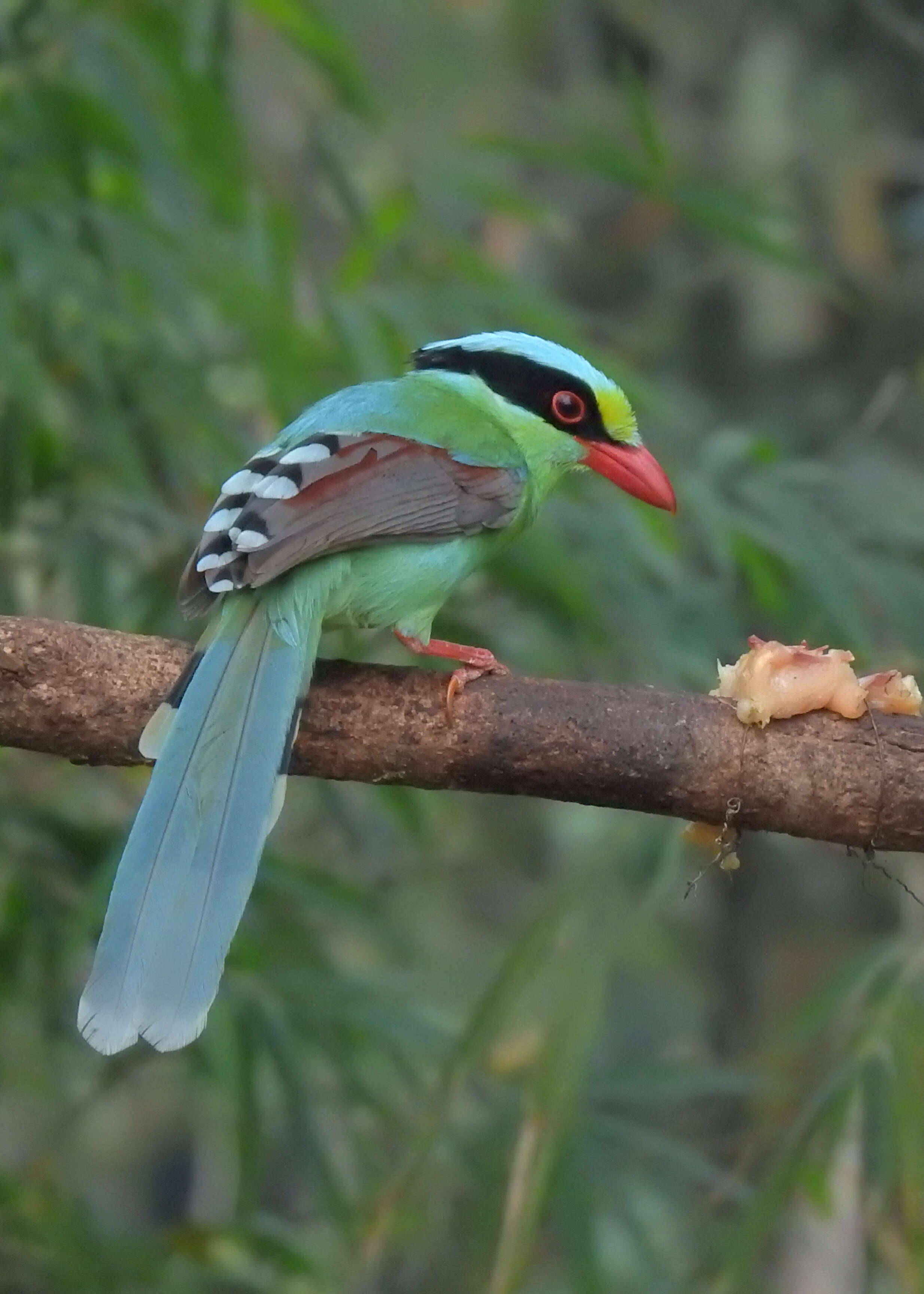 Image of Common Green Magpie