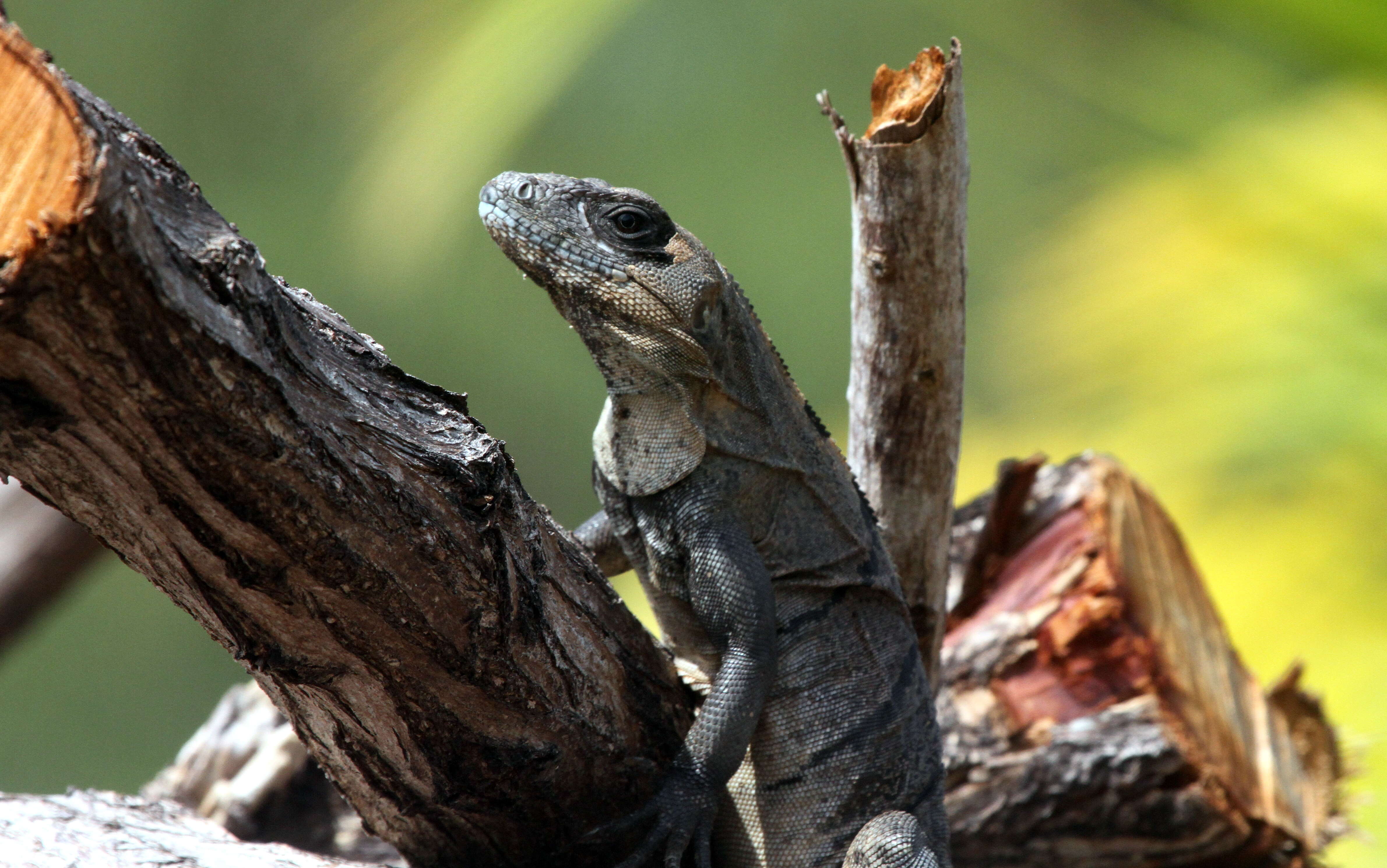 Image of Ctenosaura