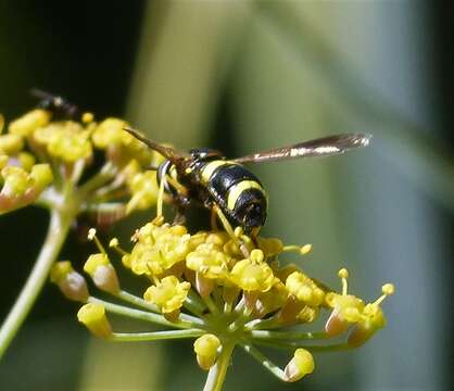 Image of Chrysotoxum bicinctum (Linnaeus 1758)