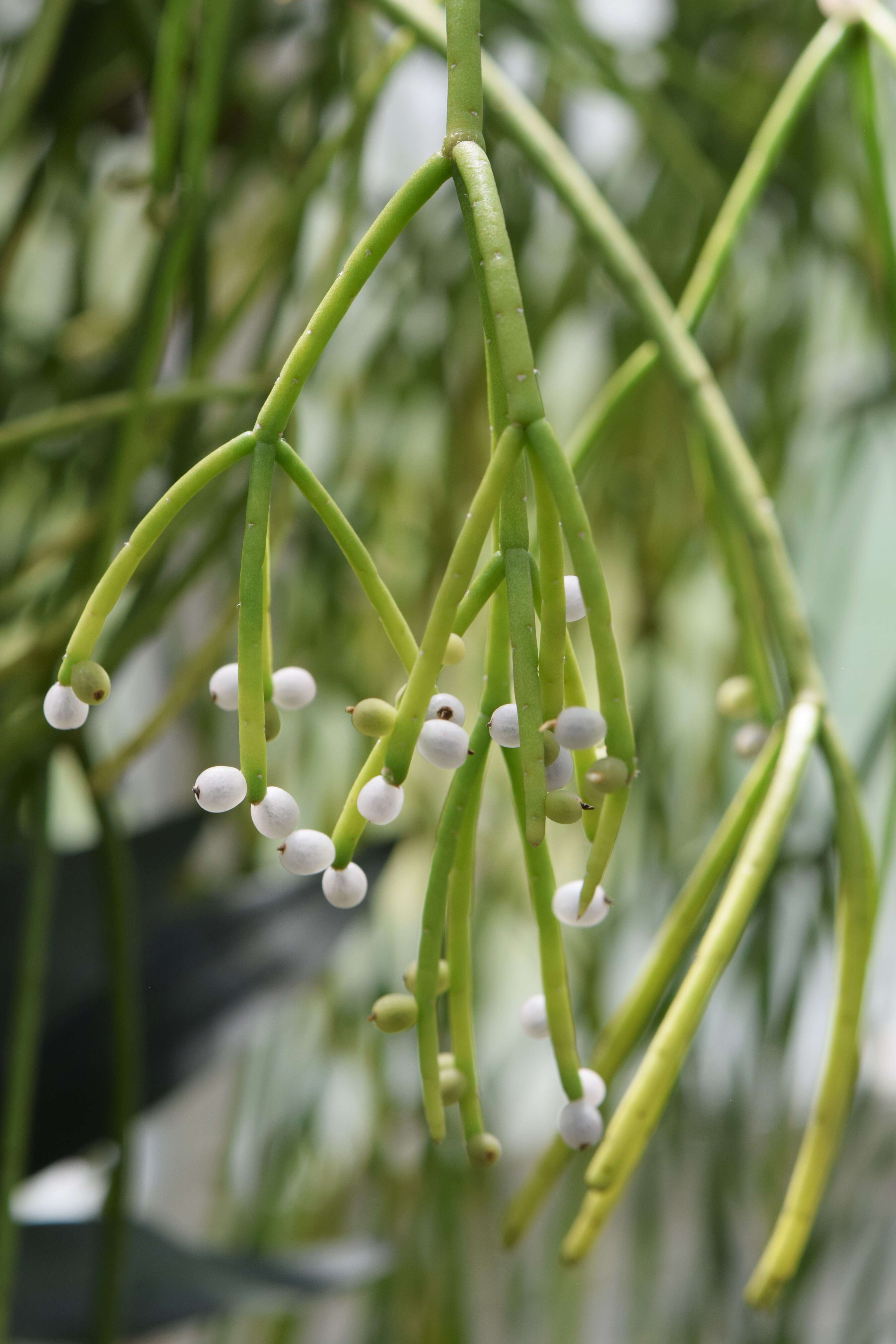 Слика од Rhipsalis baccifera (Sol. ex J. M. Mill.) Stearn