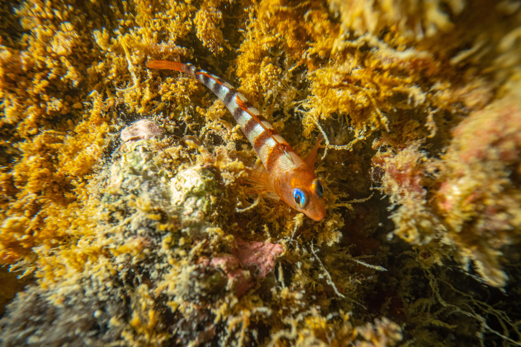 Image of Blue-eyed Triplefin