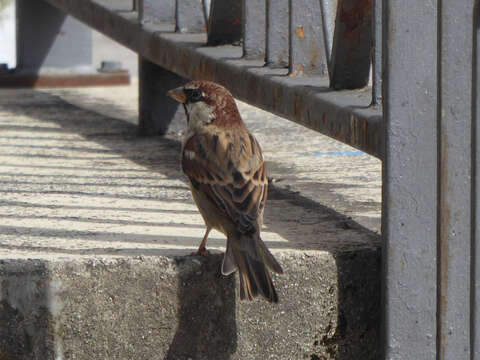 Image of Italian Sparrow