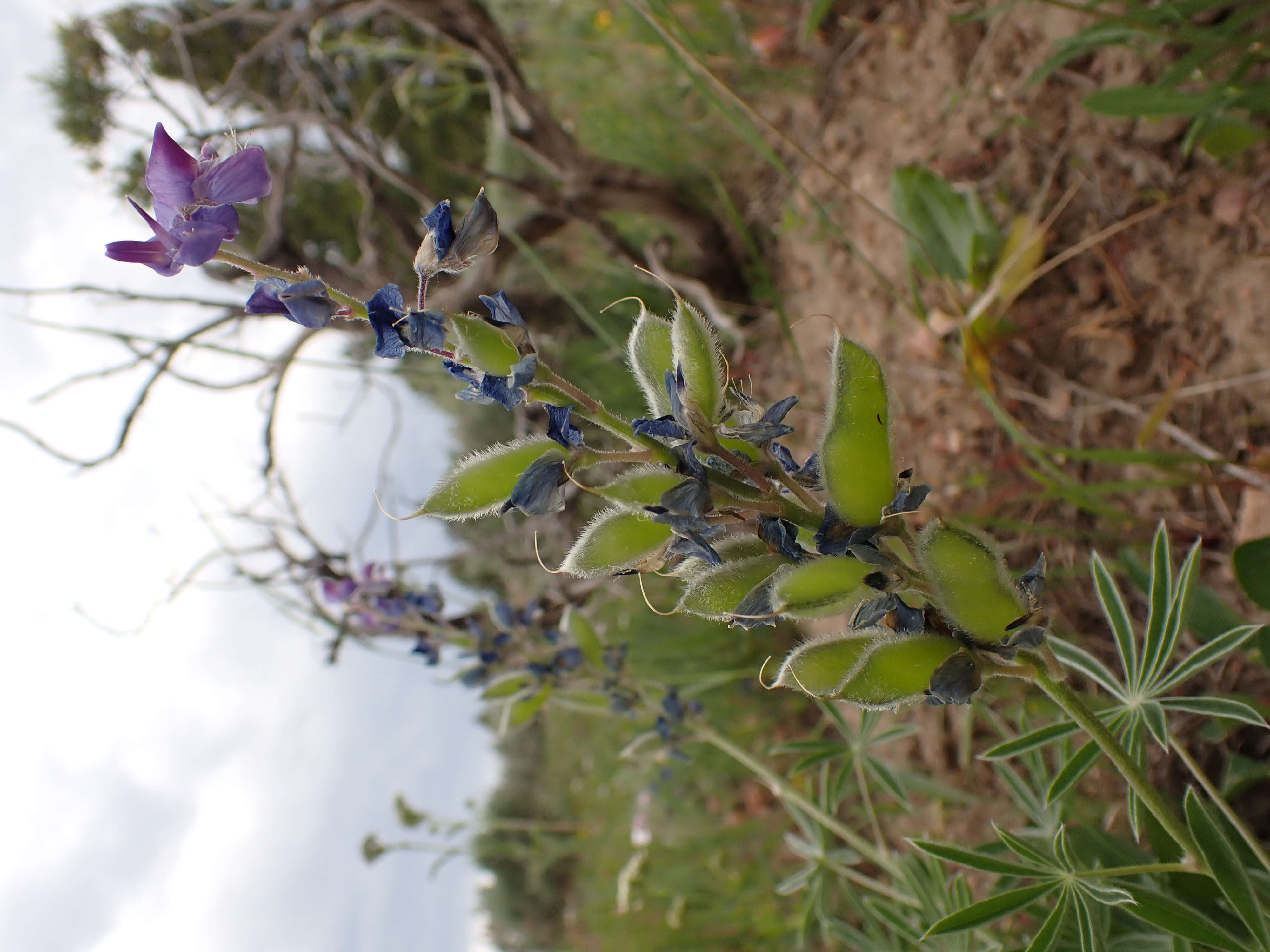 Image of big-leaved lupine