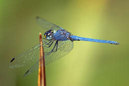 Image of Dark Dropwing