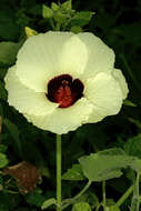 Hibiscus vitifolius L.的圖片