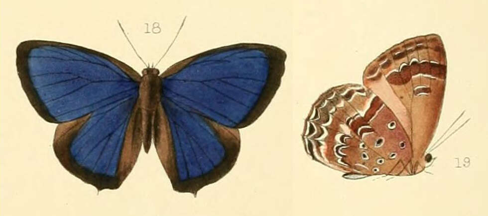 Image de Arhopala admete (Hewitson (1863))