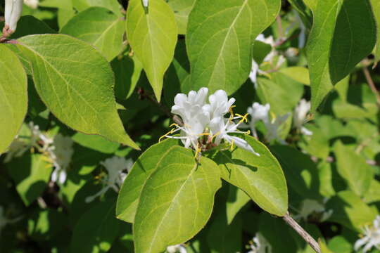 Слика од Lonicera maackii (Rupr.) Maxim.