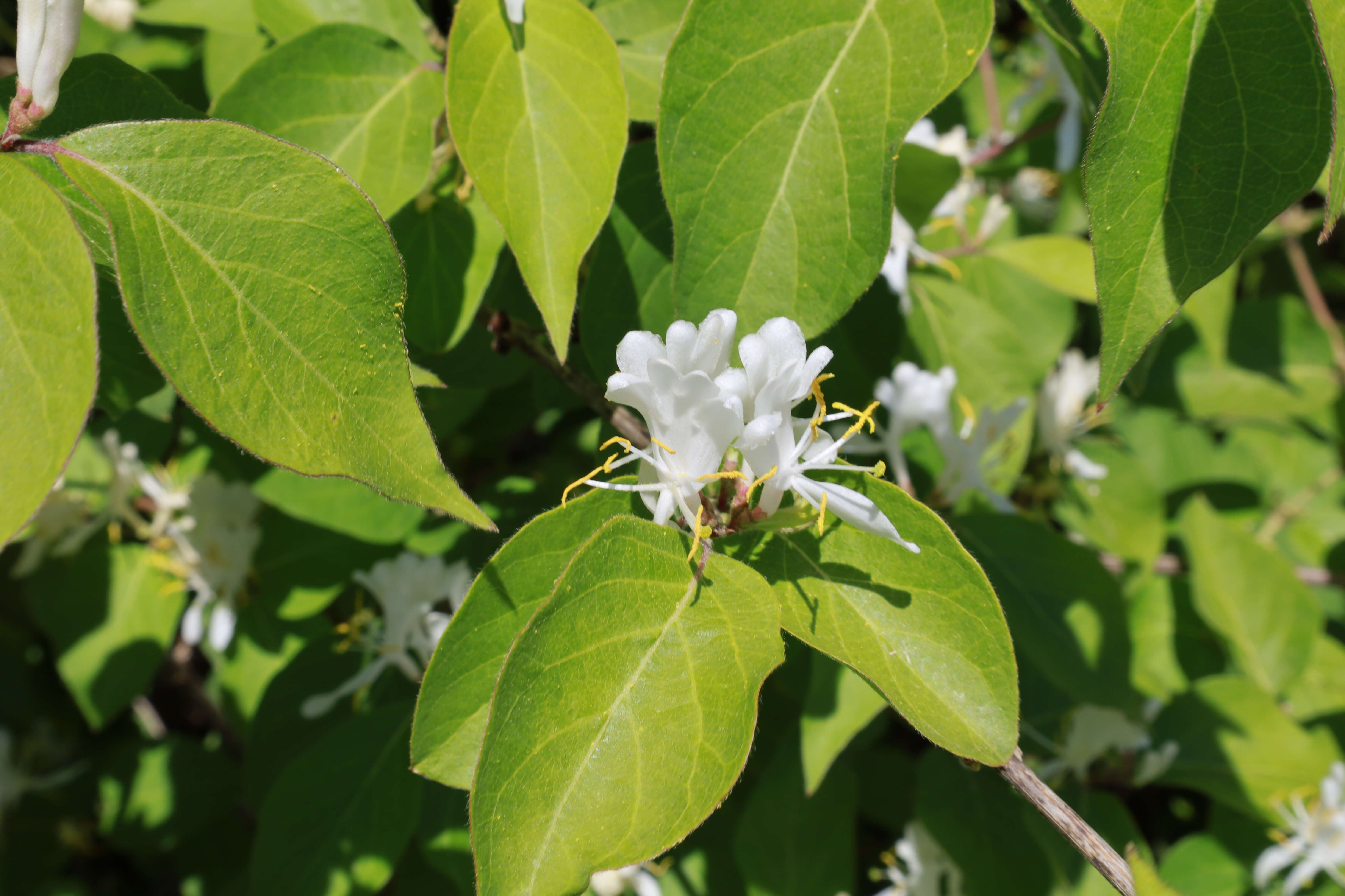 Image of Amur honeysuckle