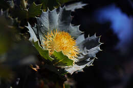 Image of Banksia heliantha A. R. Mast & K. R. Thiele